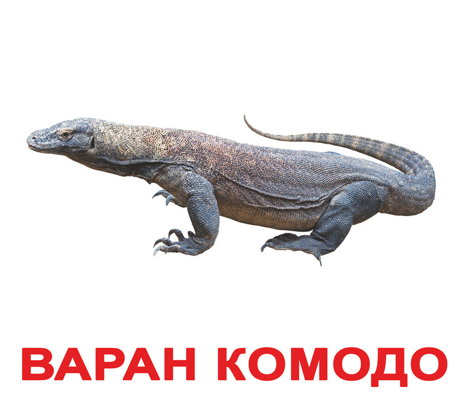 Большие карточки с фактами /рус.-укр./ "Экзотические животные" (ламинированные) (115318/091667)
Большие карточки с фактами /рус.-укр./ "Экзотические животные" (ламинированные) (115318/091667)