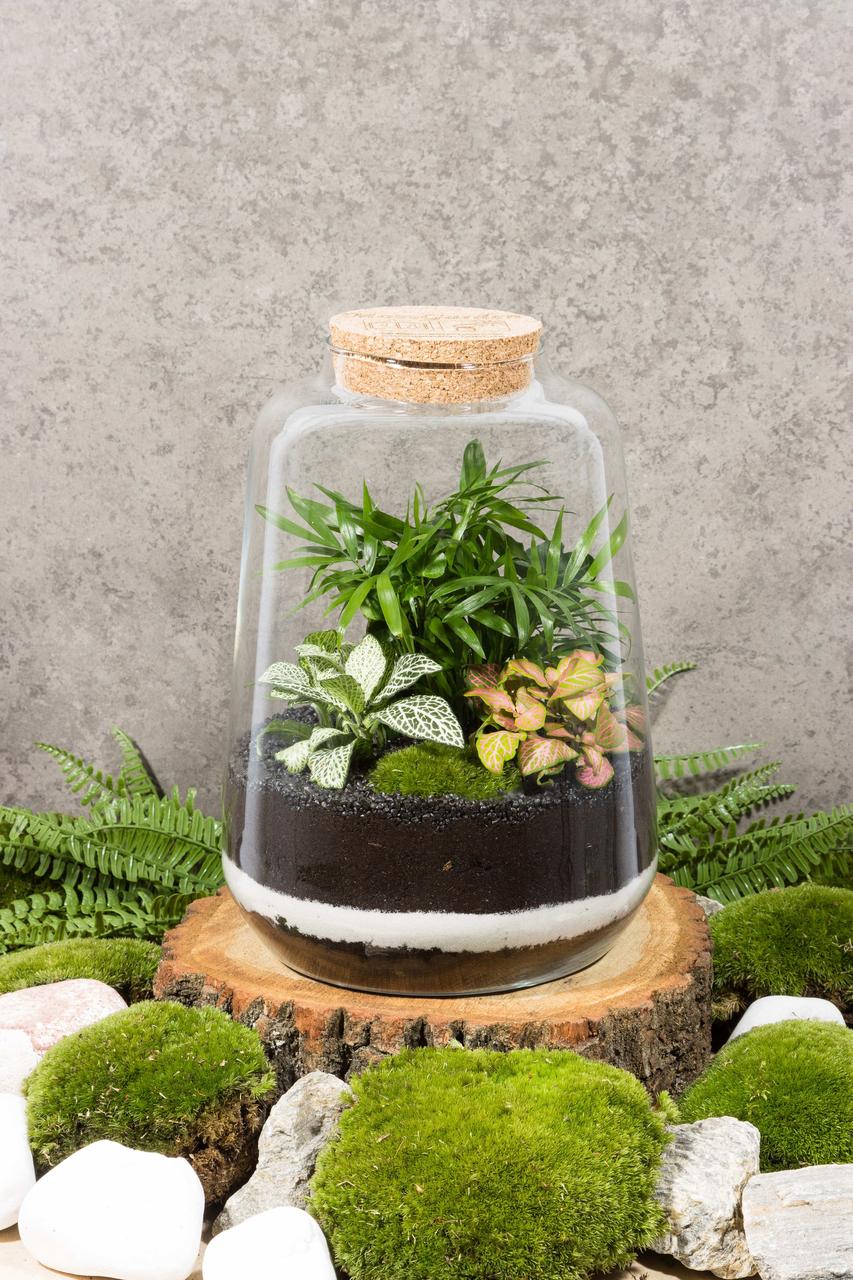 Декоративный флорариум в банке с живыми растениями Ф15
Декоративный флорариум в банке с живыми растениями Ф15