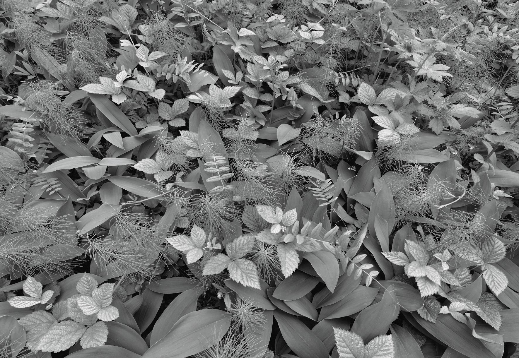 Фотообои бумажные Komar Forest Floor (Черно-белая листва) 368х254 см 8 сегментов (8-914)
Фотообои бумажные Komar Forest Floor (Черно-белая листва) 368х254 см 8 сегментов (8-914)