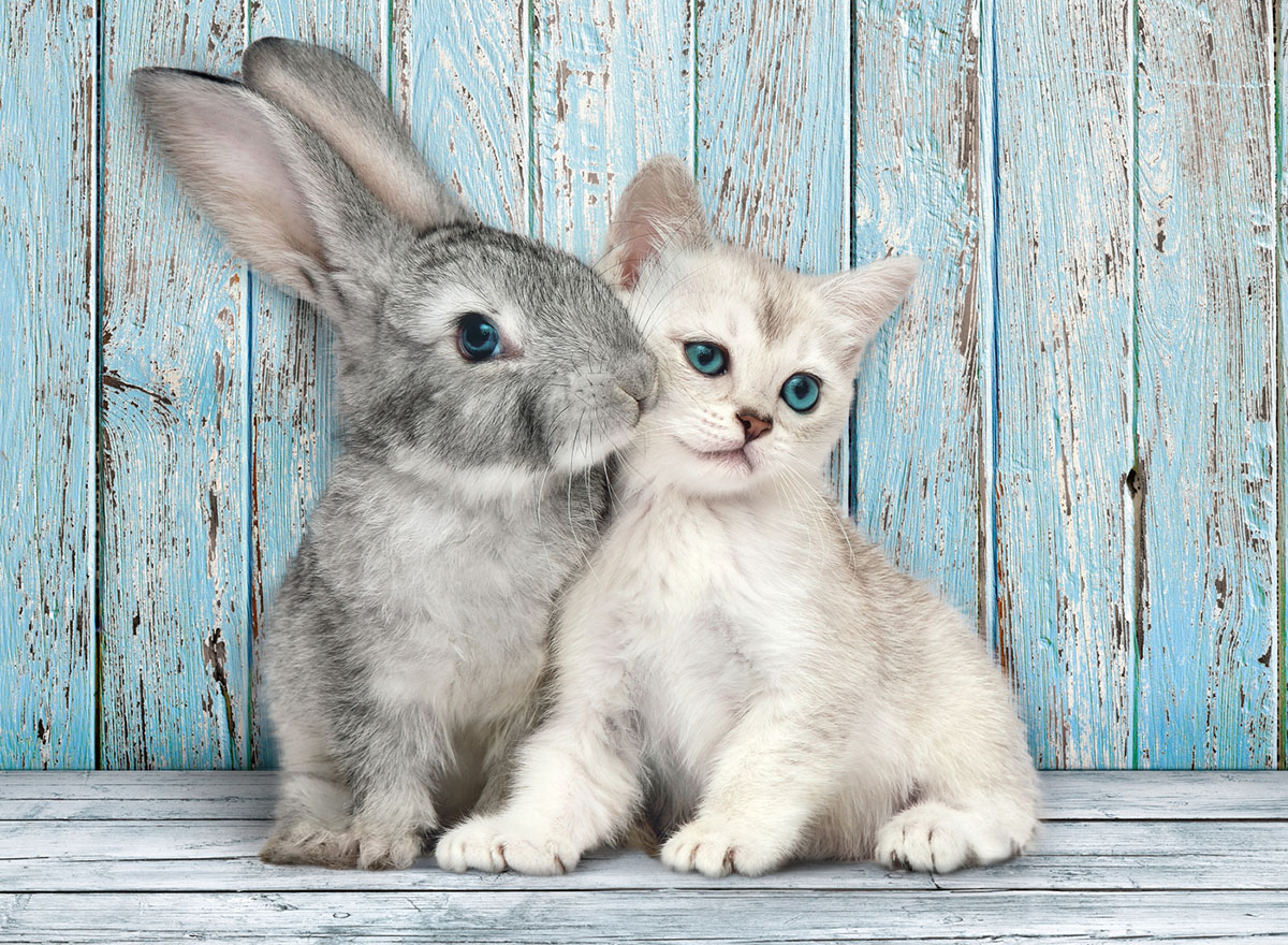 Пазли Clementoni - High Quality Collection - Котик і кролик, 500 елементів (35004)
Пазли Clementoni - High Quality Collection - Котик і кролик, 500 елементів (35004)
