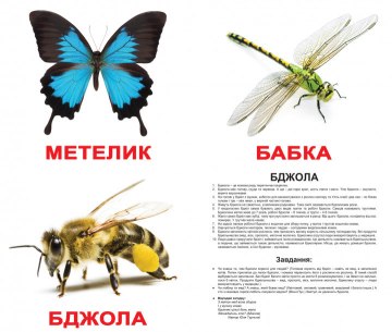 Набор ламинированных карточек "Насекомые", на украинском языке - Вундеркинд с пелёнок (20-533055)
Набор ламинированных карточек "Насекомые", на украинском языке - Вундеркинд с пелёнок (20-533055)