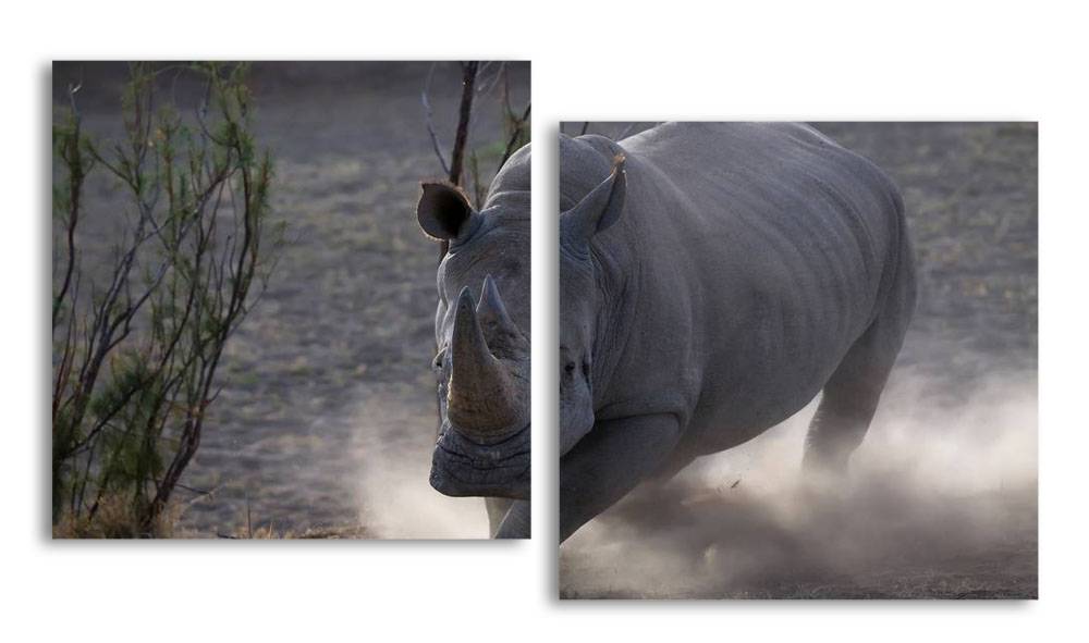 Модульная картина LaPrint Носорог 130х70 см 
Модульная картина LaPrint Носорог 130х70 см