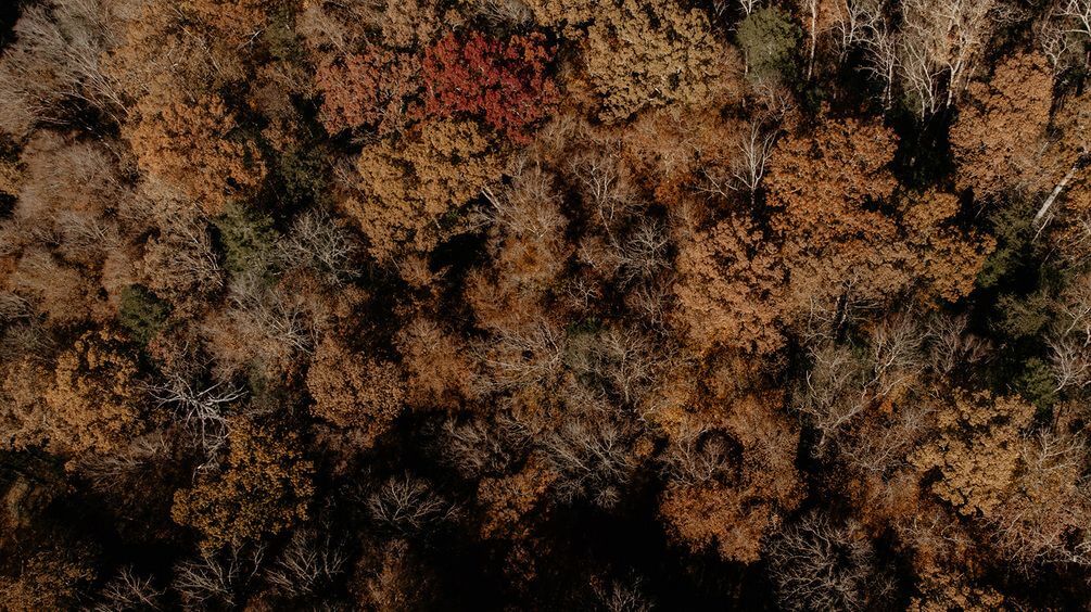 Фотообои Арт-Обои Густой лес №nus_10174 Мелкий песок