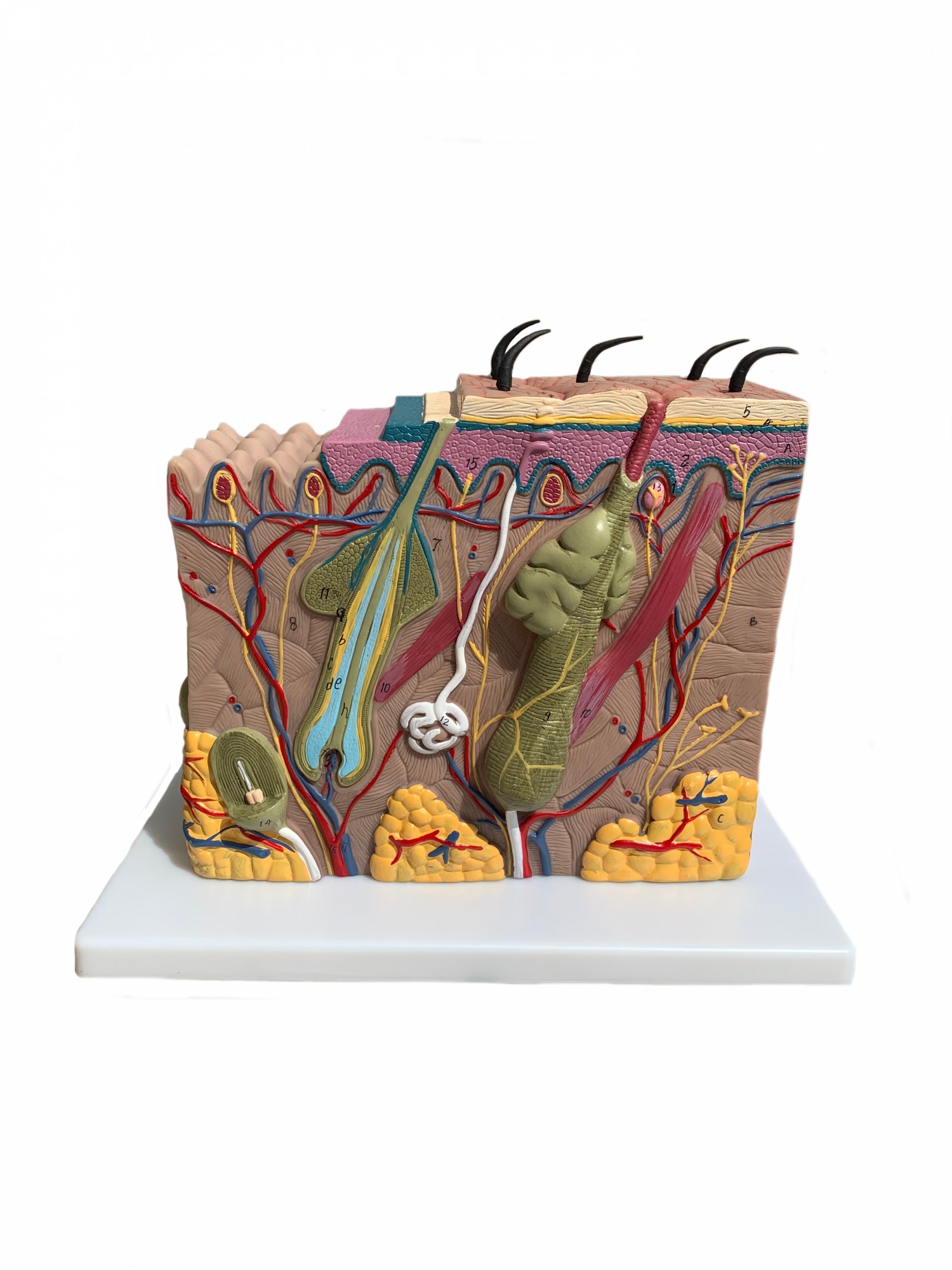 Модель "Строение кожи человека" для кабинета биологии
Модель "Строение кожи человека" для кабинета биологии