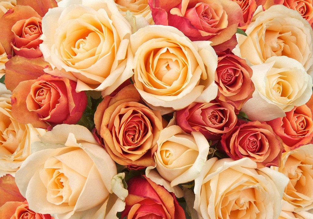 Фотообои флизелиновые 3D 300x210 см Цветение роз FTVLPP-0191 
Фотообои флизелиновые 3D 300x210 см Цветение роз FTVLPP-0191