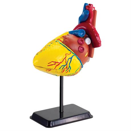 Набор для исследований Edu-Toys Модель сердца человека сборная 14 см (SK009) (4893338260095)
Набор для исследований Edu-Toys Модель сердца человека сборная 14 см (SK009) (4893338260095)