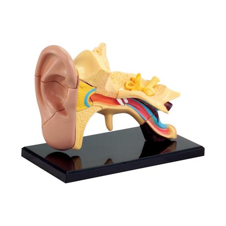 Набор для исследований Edu-Toys Модель анатомия уха сборная 7.7 см (SK012) (4893338260125)
Набор для исследований Edu-Toys Модель анатомия уха сборная 7.7 см (SK012) (4893338260125)