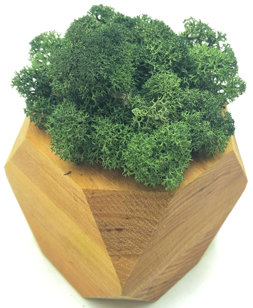 Стабилизированный мох SO Green Соу Грин болотный в деревянном шестигранном горшке 8×8 см (002290)
Стабилизированный мох SO Green Соу Грин болотный в деревянном шестигранном горшке 8×8 см (002290)