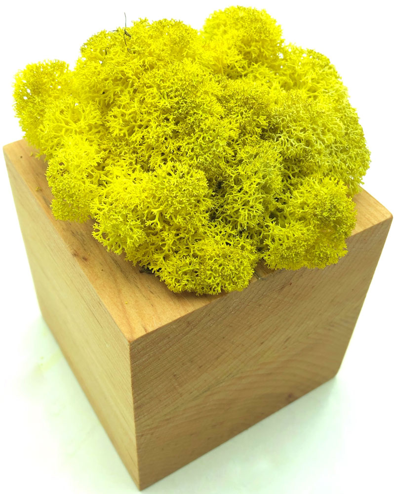Стабилизированный мох SO Green Соу Грин желтый в деревянном горшке 8×8 см (00261)
Стабилизированный мох SO Green Соу Грин желтый в деревянном горшке 8×8 см (00261)