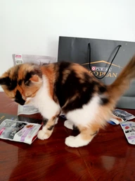 Вологий корм для кошенят Purina Pro Plan Kitten Healthy Start шматочки в паштеті з індичкою 75 г (77653) фото від покупців 14
