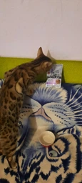 Сухий корм для котят Pro Plan Original Kitten Chicken 1,5 кг (курка) фото від покупців 3