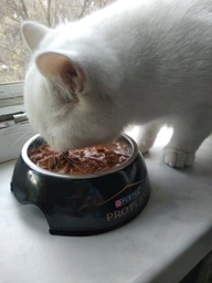 Вологий корм для кошенят Purina Pro Plan Kitten Healthy Start шматочки в паштеті з індичкою 75 г (77653) фото від покупців 9