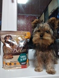 Сухой корм Purina Pro Plan Duo Delice Adult Small and Mini с говядиной для взрослых собак мелких пород 2,5кг фото от покупателей 19