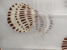 Шторка - фіранка для ванної Spirella Shell 180x200 Peva Бiла (10.15239)