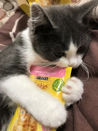 Влажный корм для котят Purina Friskies Junior кусочки в подливе с курицей (26х85г) фото от покупателей 7