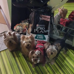 Сухий корм для собак малих порід Purina Pro Plan Пуріна Проплан з лососем 3 кг (7613035114890) фото от покупателей 2