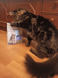 Сухой корм 1st Choice Kitten Healthy Start для котят от 2-х до 12-ти месяцев, 2.72 кг фото от покупателей 3