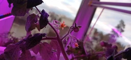 Фітолампа для рослин Plant GrowLight світлодіодна з таймером, чорна (TB017938) фото від покупців 5
