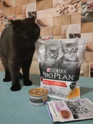 Вологий корм для кошенят Purina Pro Plan Kitten Healthy Start шматочки в паштеті з індичкою 75 г (77653) фото від покупців 8