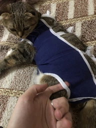 Послеоперационная попона для собак и кошек Collar №1 32-60 см / 40 см (677312)