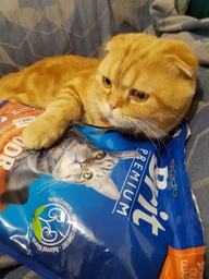 Сухой корм Brit Premium by Nature Cat Indoor для кошек живущих в помещении - 0,8 кг фото от покупателей 12