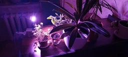 Фітолампа GreenHouse GR-28 з світильником-прищепка фото від покупців 2