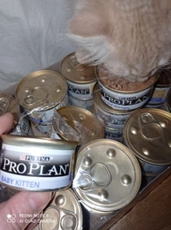 Консервированный корм Purina Pro Plan Veterinary Diets Baby Kitten Нежный мусс с курицей для котят 85 г (8445290673718) фото от покупателей 7