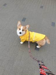 Куртка-дощовик для собак Noble Pet Moss Yellow M-Short (M4108/M-Short) фото от покупателей 19