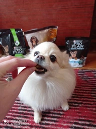 Purina PRO PLAN Small & Mini Puppy Healthy Start сухой корм для щенков мелких пород, с курицей 7 кг фото от покупателей 19