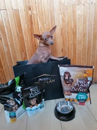 Сухой корм Purina Pro Plan Duo Delice Adult Small and Mini с говядиной для взрослых собак мелких пород 2,5кг фото от покупателей 13
