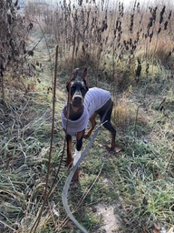 Пуховик Noble Pet Bobby Navy B4118/4XL (00001717) фото от покупателей 1