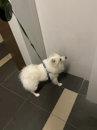 Шлея для собак Collar WAUDOG Re-cotton з QR-паспортом, із відновленої бавовни, світловідбивна, пластиковий фастекс, M, Ш 20 мм, Довж 50-80 см, сірий (033211)