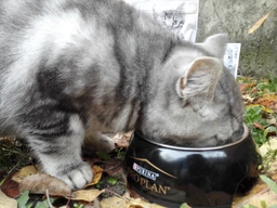 Вологий корм для кошенят Purina Pro Plan Kitten Healthy Start шматочки в паштеті з індичкою 75 г (77653) фото від покупців 2