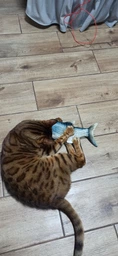 Іграшка для кота вібруюча жива риба CAPSBOARD FISH (340002) фото від покупців 9