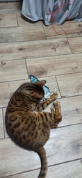 Іграшка для кота вібруюча жива риба CAPSBOARD FISH (340002) фото від покупців 8