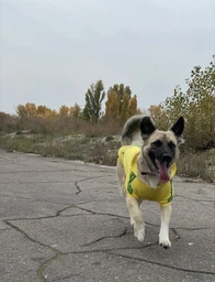 Толстовка для собак Adidog L Рожевий