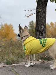 Толстовка для собак Adidog L Рожевий фото від покупців 1