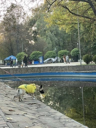 Толстовка для собак Adidog L Рожевий фото від покупців 2