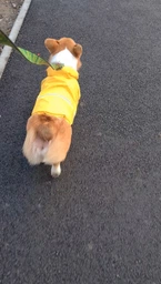Куртка-дощовик для собак Noble Pet Moss Yellow M-Short (M4108/M-Short) фото от покупателей 17