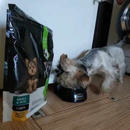Purina PRO PLAN Small & Mini Puppy Healthy Start сухой корм для щенков мелких пород, с курицей 7 кг фото от покупателей 9