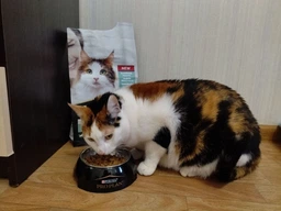 Сух.корм PRO PLAN LiveClear Sterilised Adult для стерил.котов, с лос.1,4 кг(7613287232700) фото от покупателей 11