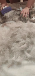 Фурминатор для котов с короткой шерстью FURminator размер M/L (691661) (4048422141259)
