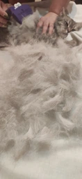 Фурминатор для котов с короткой шерстью FURminator размер M/L (691661) (4048422141259) фото от покупателей 1