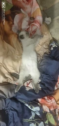 Сухий корм з кроликом Brit Care Sterilized Sensitive Бріт Каре для стерилізованих котів з чутливим травленням 2 кг + наповнювач в подарунок (8595602540761) фото від покупців 8
