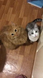 Фурминатор для котов с длинной шерстью FURminator размер L (691662) (4048422141280)