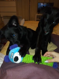 Іграшка для собак Pet Nova Такса Pet Nova 30 см (PLU-LONGDOG-BL) (5903031441413) фото від покупців 4