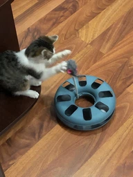 Іграшка для котів Trixie Трек ігровий з мишкою «Crazy Circle» d:24 см, h:29 см