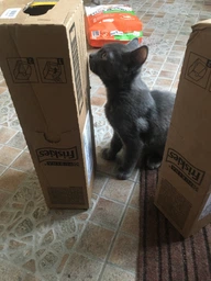 Влажный корм для взрослых кошек Purina Friskies кусочки в подливе с лососем (26х85г) фото от покупателей 4