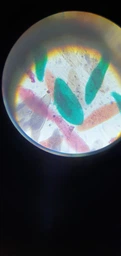 Микроскоп учебный школьный детский My First Lab MFL-06 (MFL-066340NEW) фото от покупателей 3