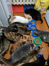 Сухой корм для взрослых кошек Purina Friskies с говядиной, курицей и овощами 10 кг фото от покупателей 17